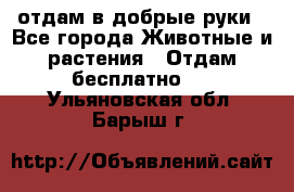 отдам в добрые руки - Все города Животные и растения » Отдам бесплатно   . Ульяновская обл.,Барыш г.